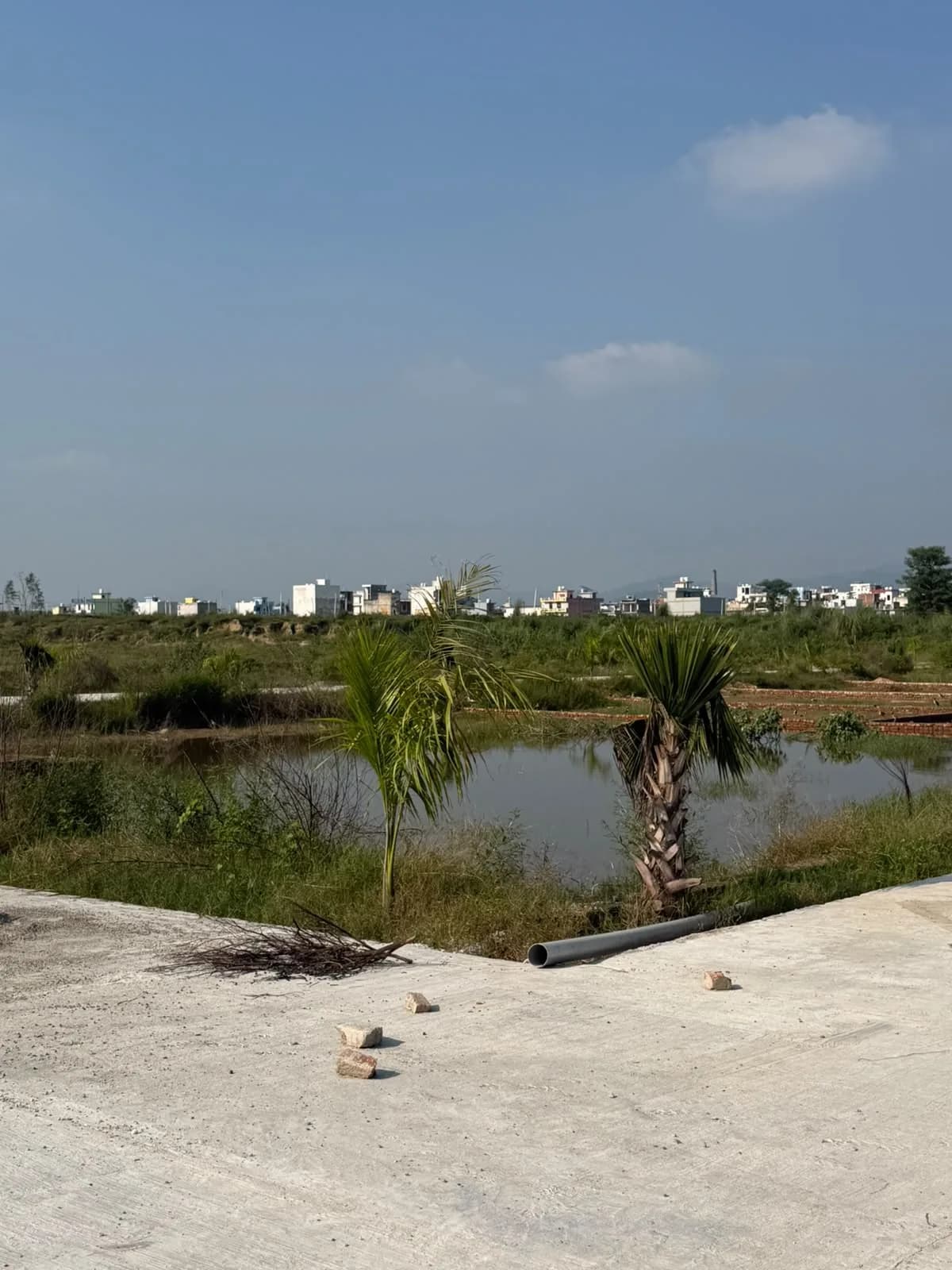 Palm Street Phase 02 — wide internal concrete road lined with palm trees through the plotted development