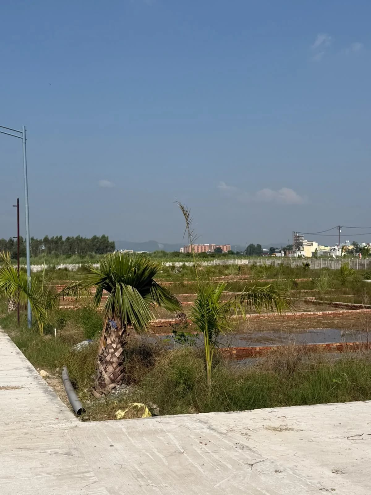 Palm Street Phase 02 — internal road with streetlight poles and palms, hills visible on the horizon
