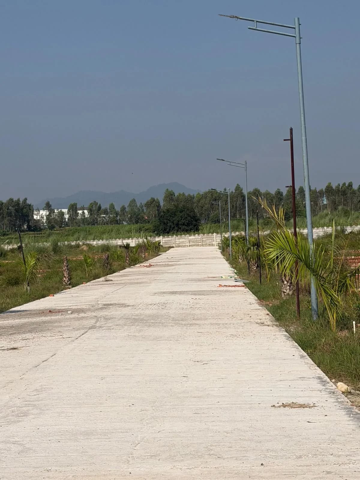 Palm Street Phase 02 — palm-lined internal road through the plotted layout